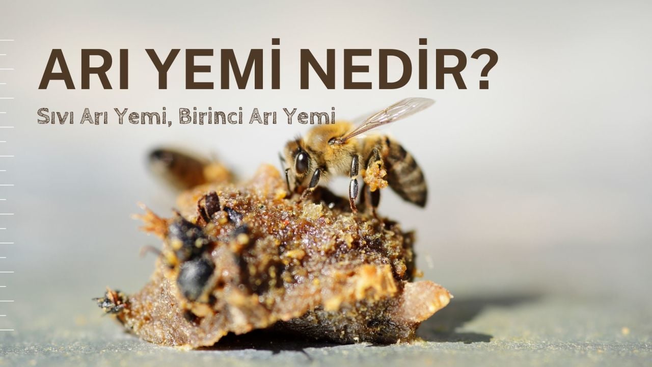 Arı Yemi Nedir? Sıvı Arı Yemi, Birinci Arı Yemi ve Fiyatları